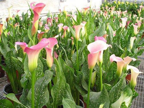 请问一下2月份开什么花.最好是关于爱情的