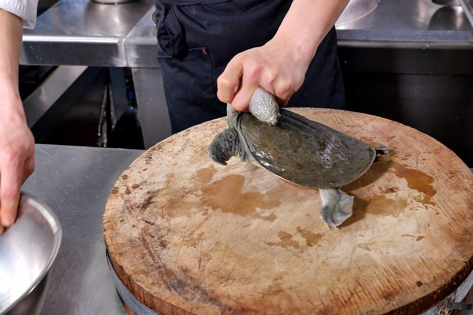 视频:实拍酒店厨师现场宰杀甲鱼,猜猜这只甲鱼是公甲鱼还是母甲鱼?