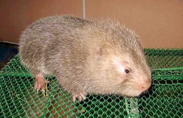 竹鼠引种要注意哪些问题?