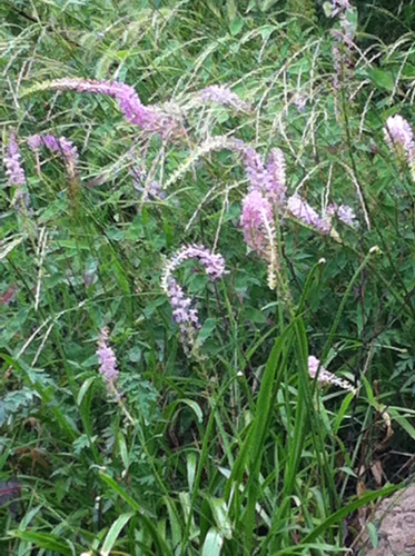 问这种草药学名叫什么?叶子如韭菜,根如蒜头,