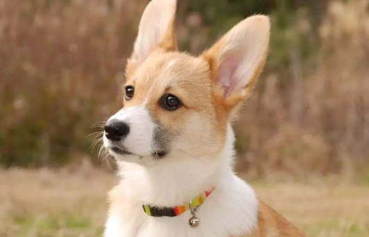 日本柴犬和中国柴犬外型上的最大区别是什么?