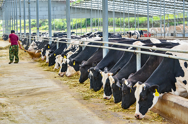 安顺跨越千里山海情 对口帮扶结硕果 --青岛与安顺持续深化东西部扶贫协作综述