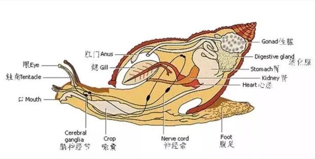 鲍鱼螺寄生虫图片