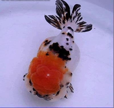 兰寿金鱼如何看品相,三鳍的不好吗?