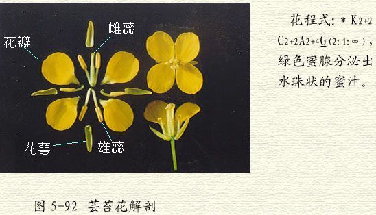 油菜花的结构 油菜花的组成 油菜花解剖图 油菜花开了