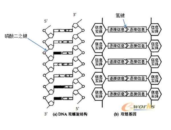 核苷酸长链示意图图片