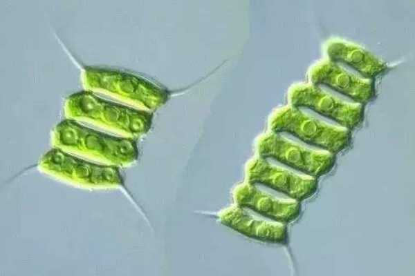 单细胞藻类植物有哪些