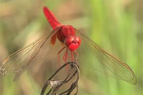 昆虫红蜻蜓有拉丁名吗?