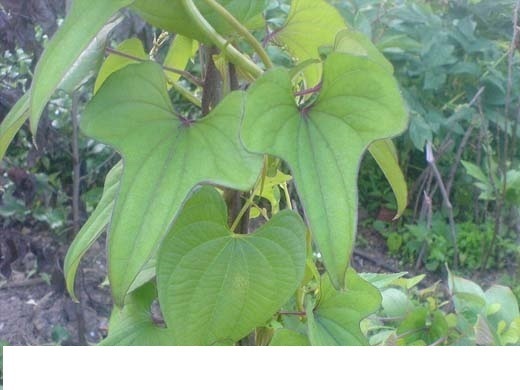 遂川县杜鹃花开满山红 绽放春意融融
