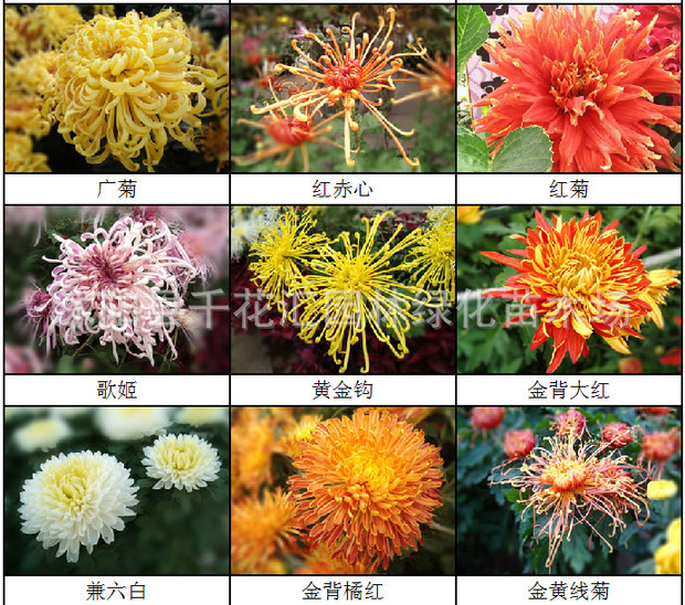菊花种类名称图片