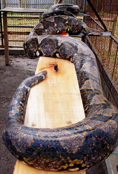 世界最大的蛇