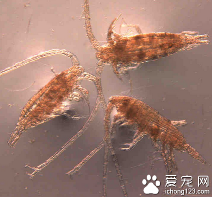 水蚤怎么养 水蚤是鱼类的优良饵料