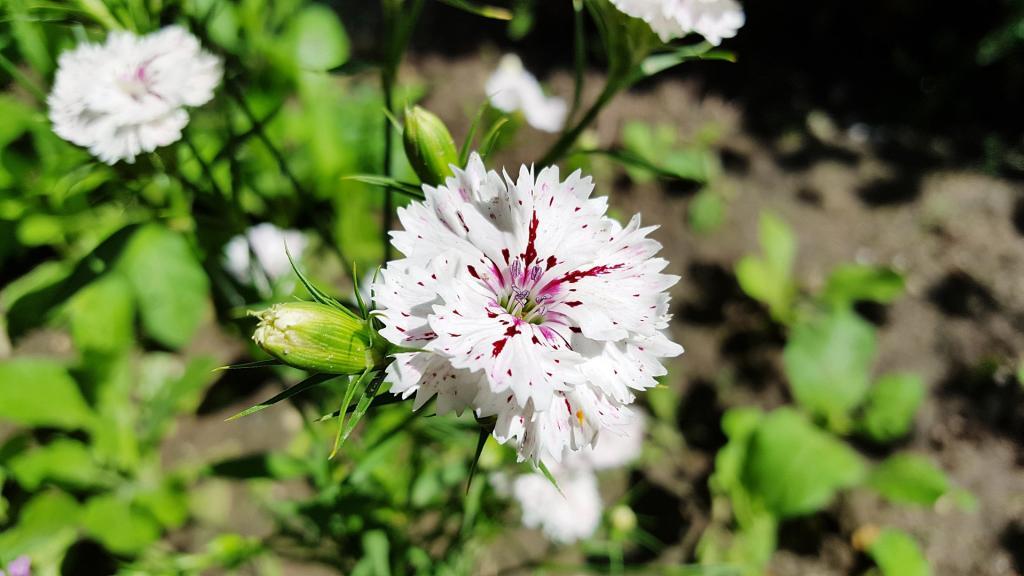 清新石竹花电脑壁纸[图15]