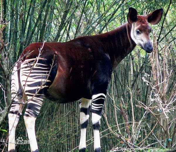 世界脖子最短的长颈鹿生长在什么地方