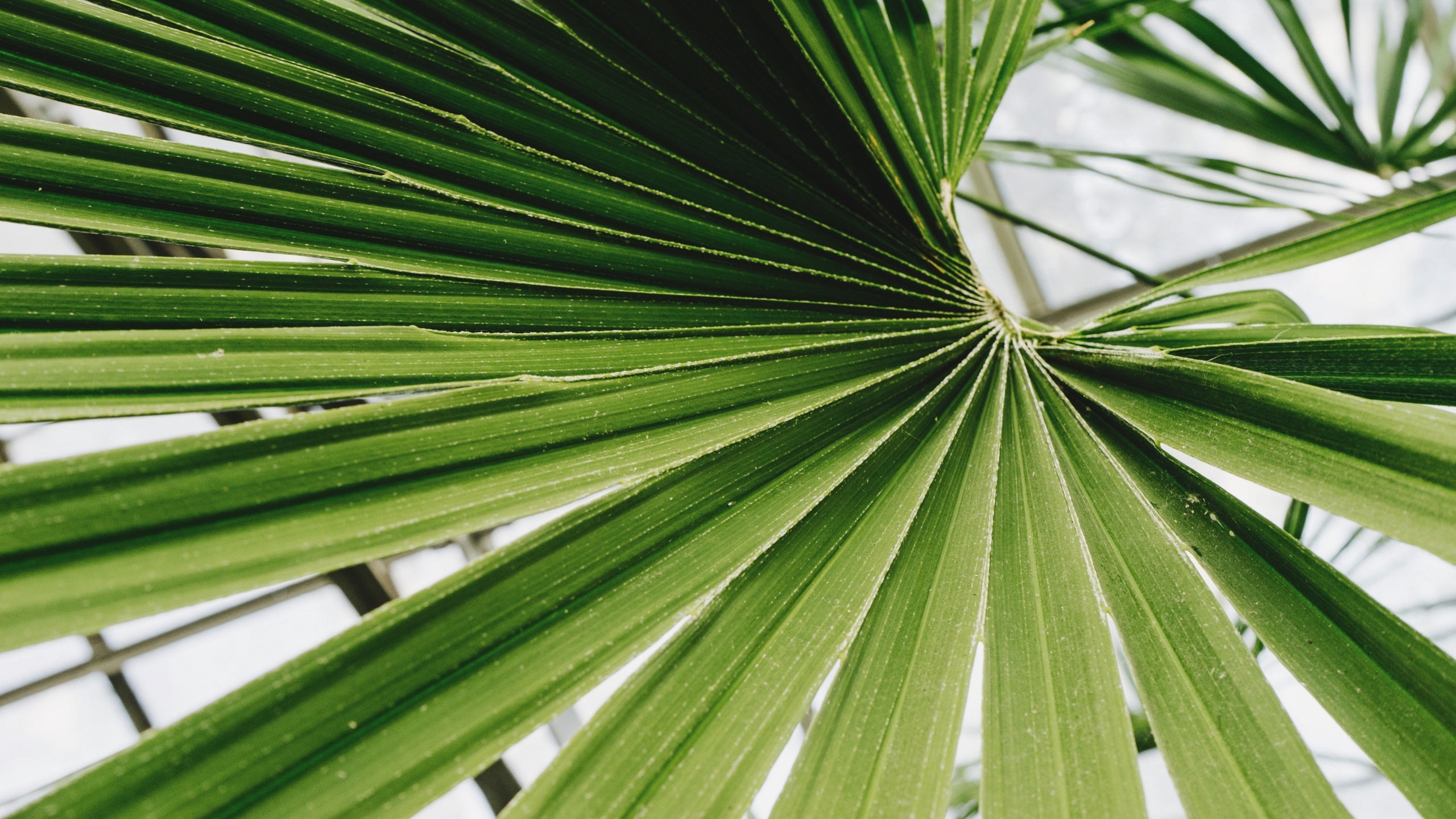 绿色的植物绿叶图片[图7]