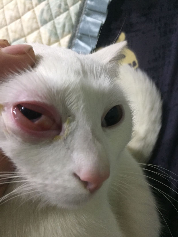 是怎么回事?我家猫有一只眼睛红肿