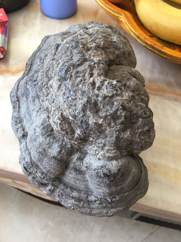 这个野生灵芝要怎样处理,石头一样硬