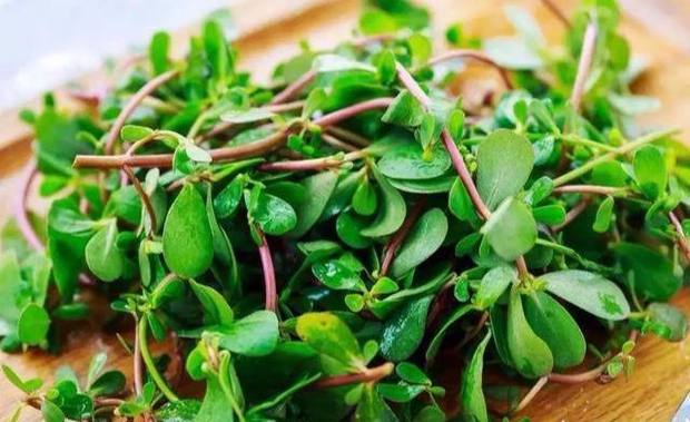 嫩茎叶可作蔬菜,味酸,也是很好的饲料.