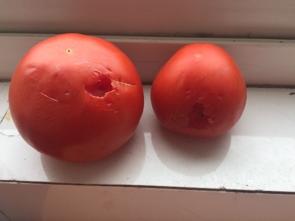 请问这是什么生物咬的啊,西红柿放在厨房窗台上就成这样了…还有些