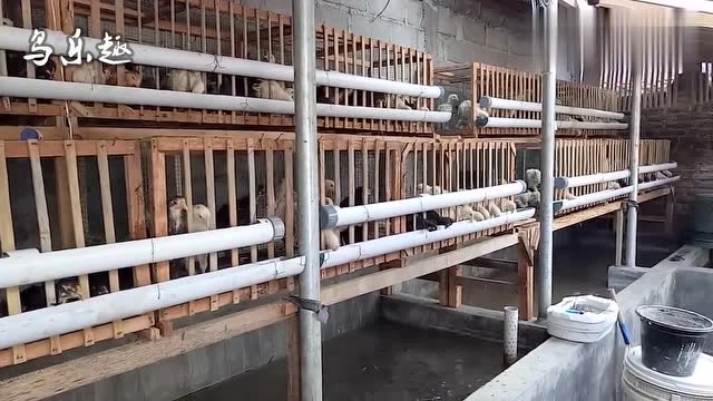 农村 立体养殖:上层养鸡,下层养鱼,这方法可取吗?