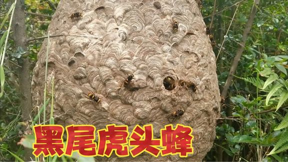 找到2021年第一窝黑尾 虎头蜂,这么大的个头,脾气还不小