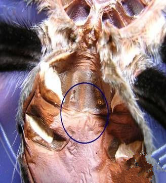 l属的捕鸟蛛怎么分公母