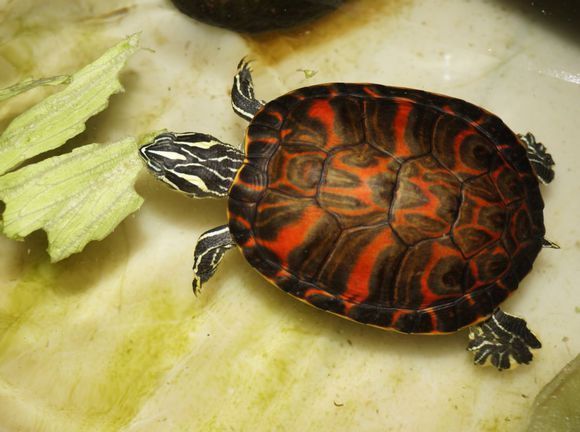 请教各位,火焰龟和甜甜圈龟应该怎么区