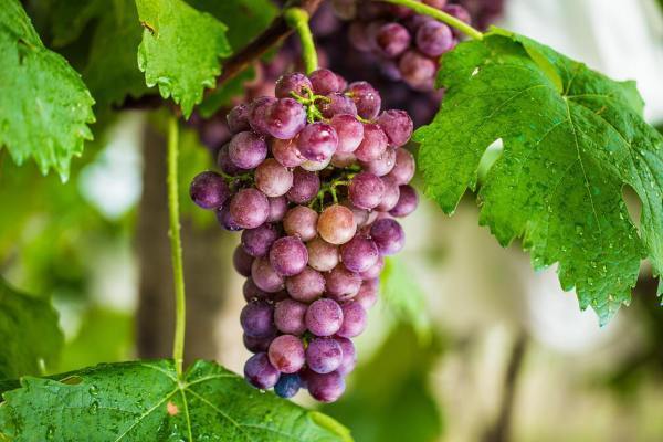 葡萄是什么样子,什么味道,什么品种和用处