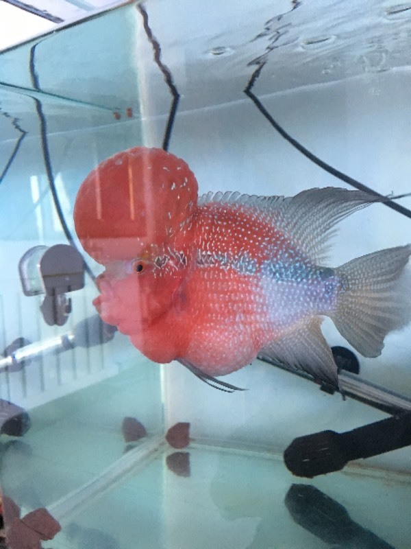 我的罗汉鱼肚子特别大是怎么回事啊?求大神回