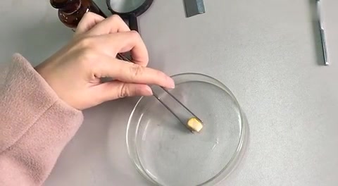 「实验教学参考」观察 玉米种子的 结构