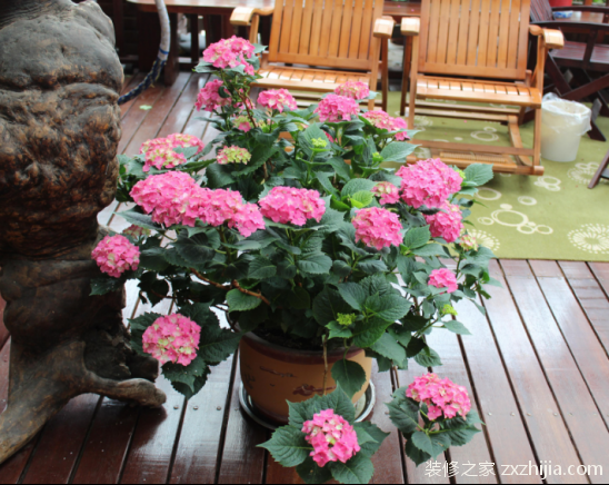 绣球花有毒吗?家里有孕妇能养绣球花吗?