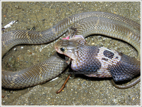 中华眼镜蛇的介绍