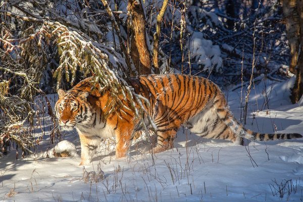 远古西伯利亚虎图片