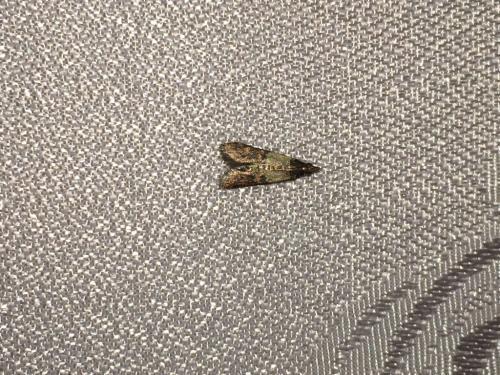 也可是衣蛾 衣蛾,幼虫是一个小型褐色的毛毛虫,一般藏在丝质的袋状物