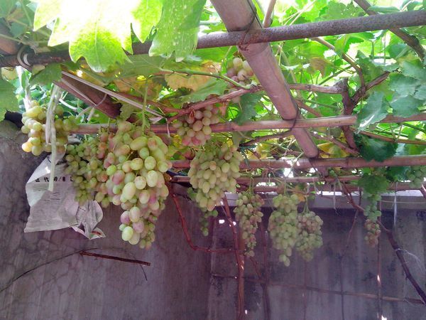 葡萄架不能用竹竿吗