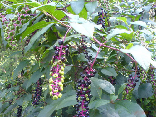 商陆籽有什么作用 商陆籽泡酒有什么作用