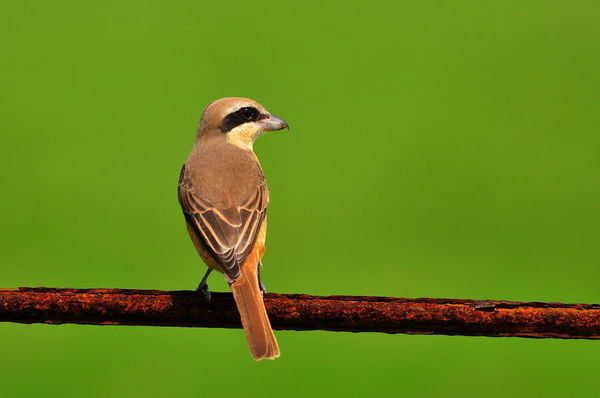 尖嘴的黄灰色有胡子的鸟叫什么?