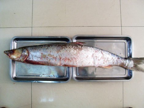 哈尔滨赶条鱼是什么鱼,有图片吗