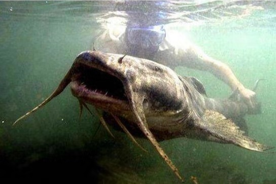 欧洲巨鲶为什么会在新疆伊犁河出现?