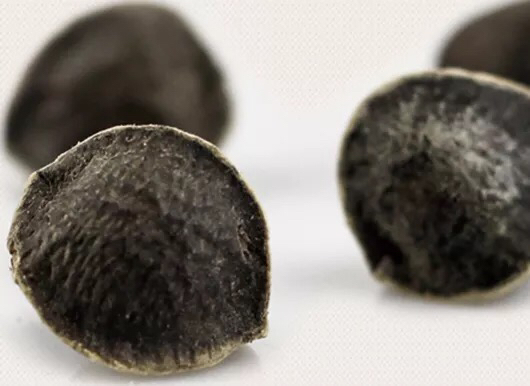 印度正宗的辣木籽什么价格?多少钱一斤?