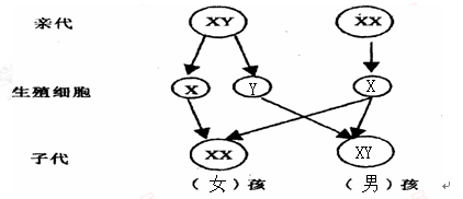 遗传图解男女符号图片