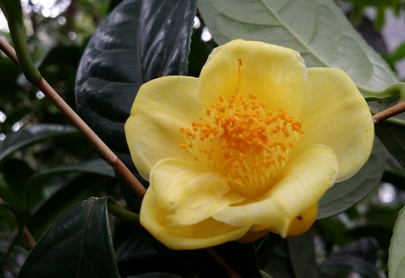 黄色茶花有什么品种啊?