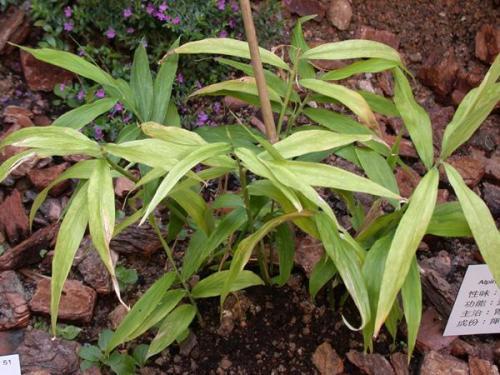 风姜有什么功效和作用