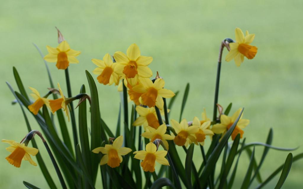 水仙花花语自恋电脑壁纸[图20]