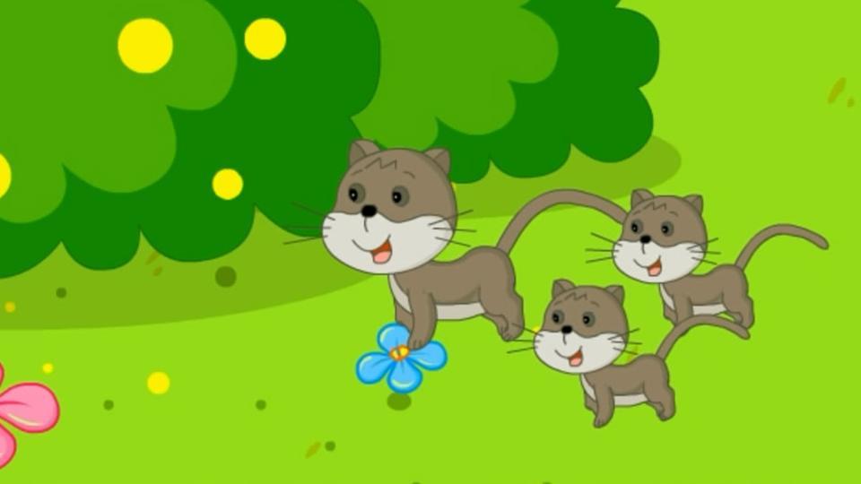 嘟拉教育百科 猫中侏儒 新加坡猫