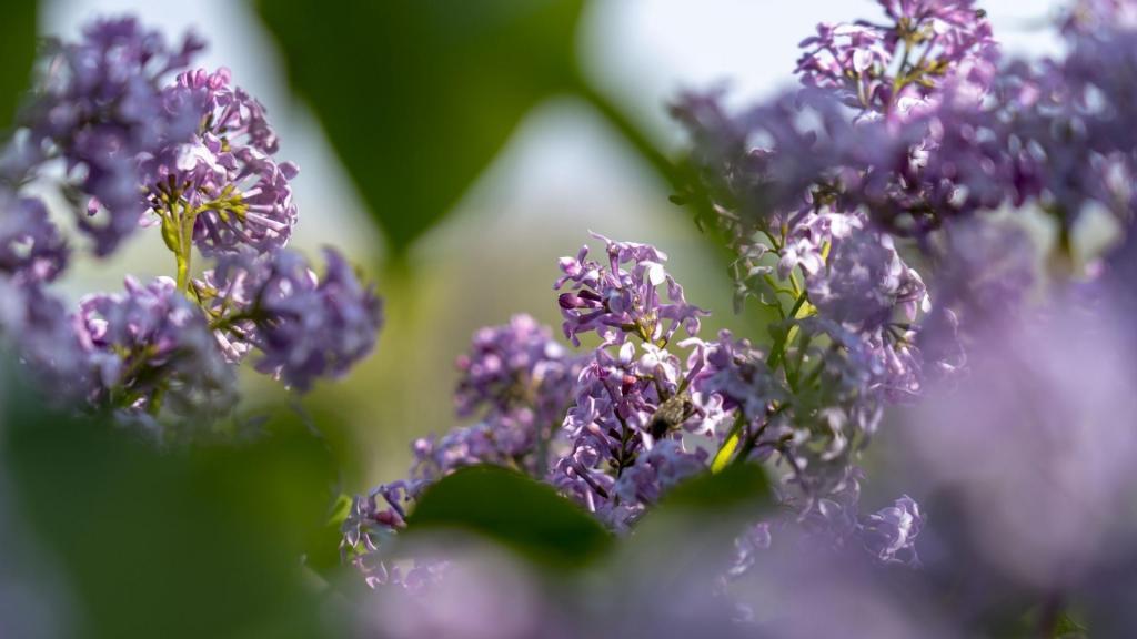 丛生紫丁香花卉电脑壁纸[图2]