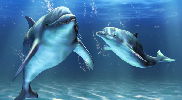 海豚的天敌是什么