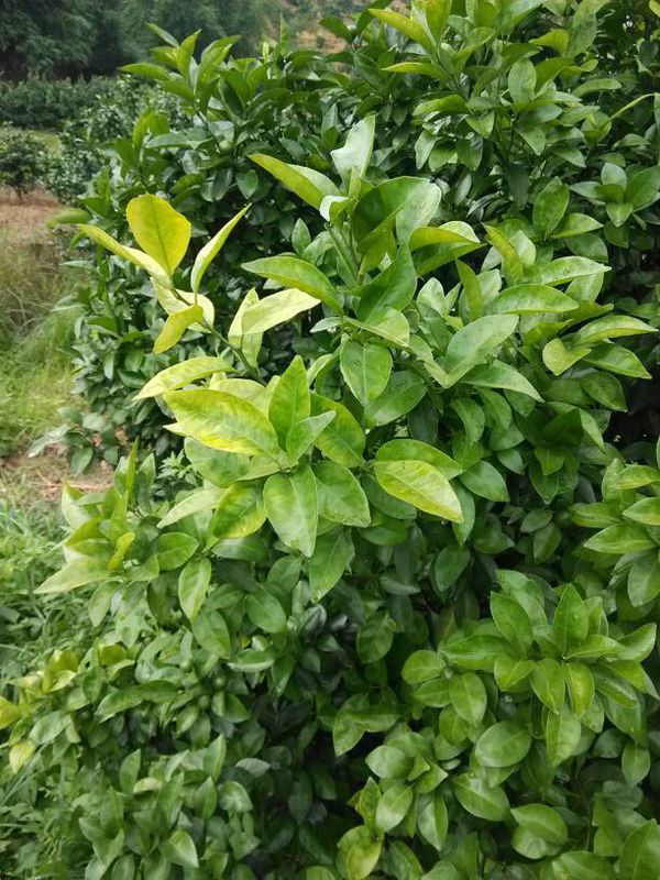 请问各位有种植技术的朋友们,沙糖桔黄叶是什