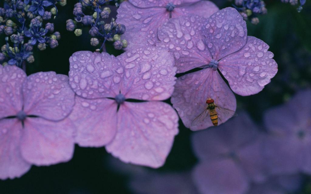 紫色的花朵植物电脑壁纸[图4]