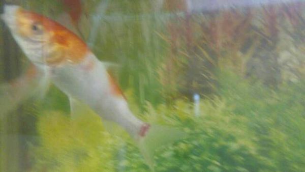 我家的锦鲤尾部充血,是怎么回事?怎么治疗啊?